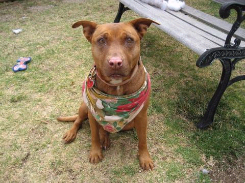 Paula Pitbull Dawn